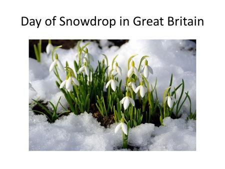 Day of Snowdrop in Great Britain. Day of Snow drop was celebrated 19 th of April since 1984. In first sunny days this flower appears under snow. It is.