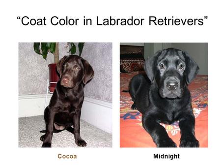 “Coat Color in Labrador Retrievers” CocoaMidnight.