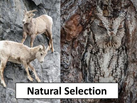 Natural Selection.