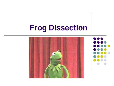 Frog Dissection.