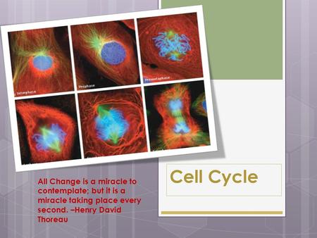 Cell Cycle All Change is a miracle to contemplate; but it is a miracle taking place every second. –Henry David Thoreau.