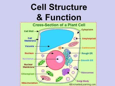 Cell Structure & Function. A Little History 1600’s – cork cells – Robert Hooke.