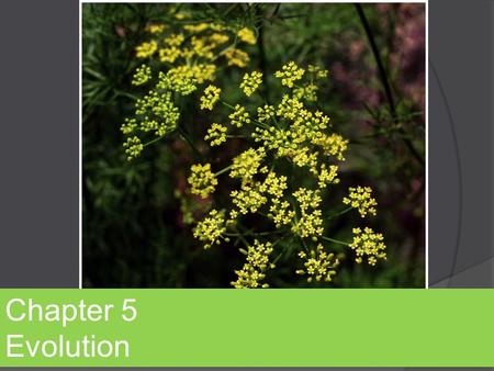 Chapter 5 Evolution.  How did life become so diverse on earth?  What does natural selection mean?  Is it possible to observe these processes in action?