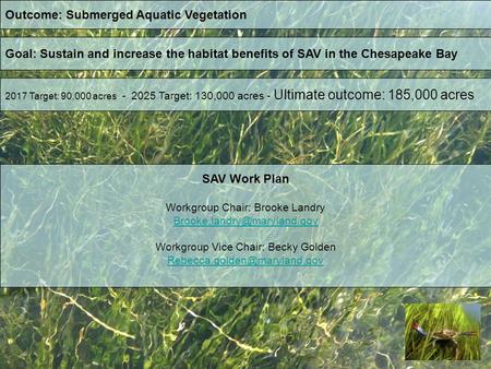 Outcome: Submerged Aquatic Vegetation Goal: Sustain and increase the habitat benefits of SAV in the Chesapeake Bay 2017 Target: 90,000 acres - 2025 Target: