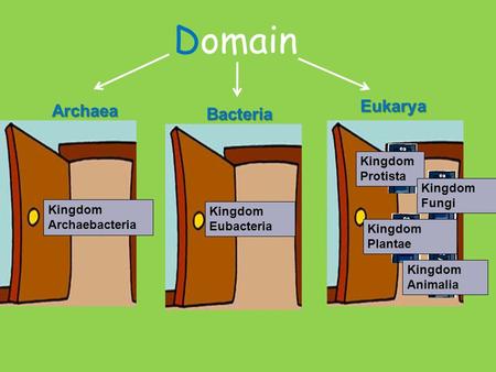 DomainArchaea BacteriaEukarya Kingdom Archaebacteria Kingdom Eubacteria 1 2 3 4 Kingdom Protista Kingdom Fungi Kingdom Plantae Kingdom Animalia.