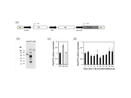 (a) #30 #37 #39 (b)(c) PtaZFP2 relative expression (d) PtaZFP2 relative expression Time after 17β-estradiol addition (h)