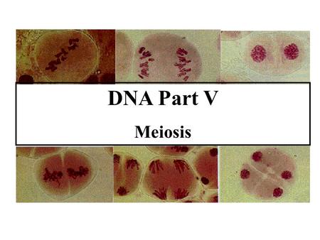 DNA Part V Meiosis.