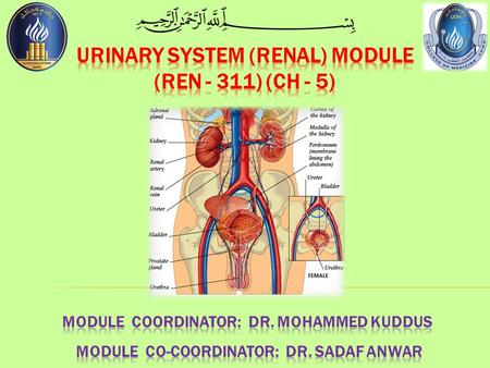  The urinary system consists of all the organs involved in the formation and release of urine.  It includes the kidneys, ureters, urinary bladder and.