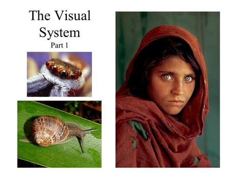 The Visual System Part 1. Glaucoma & Glaucoma test Refraction.