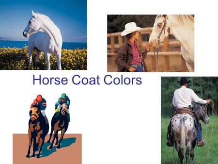 Horse Coat Colors. Bay