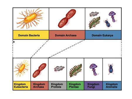 CLASSIFICATION OF LIFE