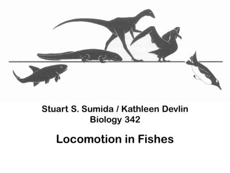 Stuart S. Sumida / Kathleen Devlin Biology 342 Locomotion in Fishes.