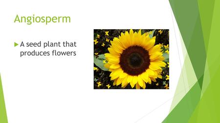 Angiosperm  A seed plant that produces flowers. Cambium  A layer in plants that Separates the xylem and phloem.