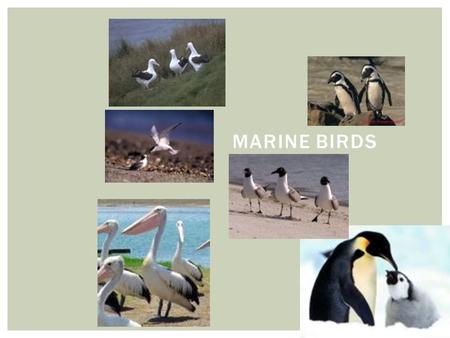 MARINE BIRDS.  Probably evolved from dinosaurs about 160 million years ago.  Their reptilian heritage is clearly visible in their scaly legs and claws.