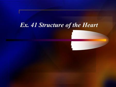 Ex. 41 Structure of the Heart. Fibrous pericardium (outermost)