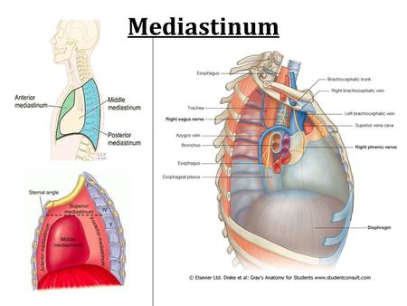 Mediastinum.