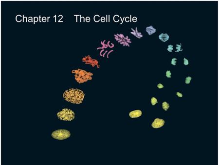 Chapter 12 The Cell Cycle. Fig. 12-UN1 Telophase and Cytokinesis Anaphase Metaphase Prometaphase Prophase MITOTIC (M) PHASE Cytokinesis Mitosis S G1G1.