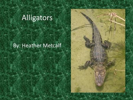 Alligators By: Heather Metcalf. Alligators are reptiles.