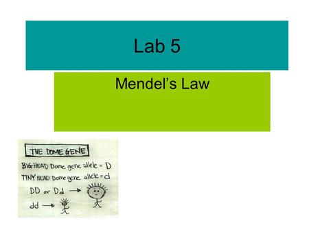 Lab 5 Mendel’s Law. Gregor Johann Mendel (1822– 1884 ) Mendel demonstrated that the inheritance of certain traits in pea plants follows particular patterns,