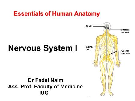 Essentials of Human Anatomy