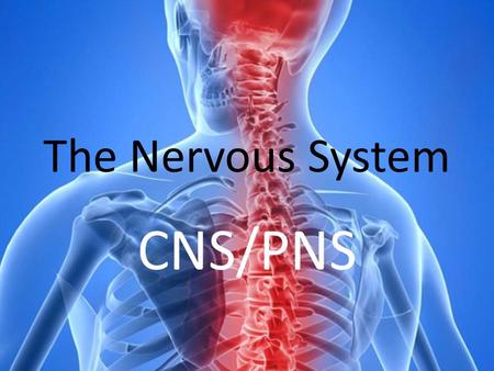 The Nervous System CNS/PNS. The Central Nervous System Brain and spinal cord.