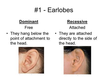 #1 - Earlobes Dominant Free