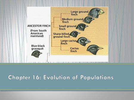 Chapter 16: Evolution of Populations