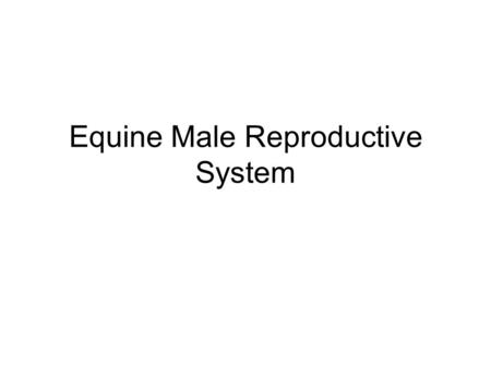 Equine Male Reproductive System. Consists of: 2 testes 3 accessory sex glands Series of tubules through which spermatozoa are transported to the female.