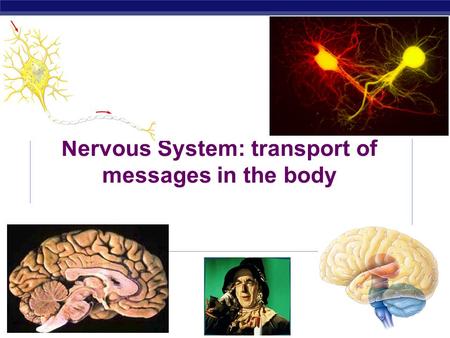 Nervous System: transport of messages in the body.