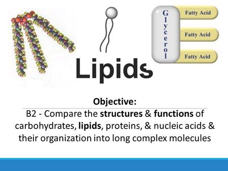 Lipids Objective: B2 - Compare the structures & functions of carbohydrates, lipids, proteins, & nucleic acids & their organization into long complex molecules.