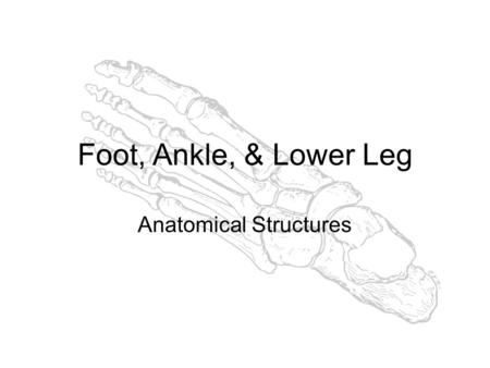 Foot, Ankle, & Lower Leg Anatomical Structures. Bones 28 bones in the foot Toes = phalanges (14 bones) Sesamoids Metatarsals (5 bones) Cuboid, Navicular,