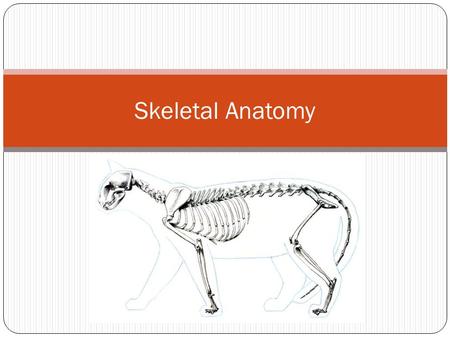 Skeletal Anatomy.