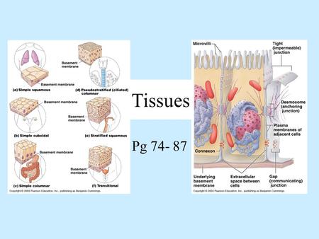 Tissues Pg 74- 87.