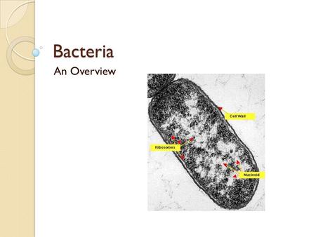 Bacteria An Overview. Bacteria Bacteria is the plural of bacterium Prokaryotic cells – no true nucleus Have one double stranded chromosome May have additional.