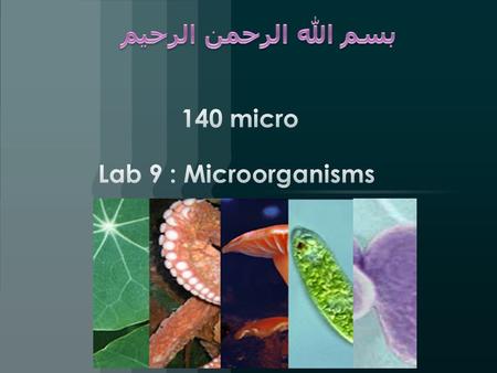 140 micro Lab 9 : Microorganisms