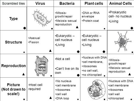 Virus Scrambled tiles Animal CellsPlant cellsBacteria Structure DNA or RNA envelope Protein coat No nucleus cell membrane ribosomes cell wall DNA loop.