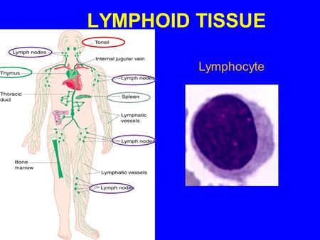 LYMPHOID TISSUE Lymphocyte. LYMPHOID TISSUE A) Diffuse lymphoid tissue B) Encapsulated lymphoid organs: 1- Lymph nodes. 2- Spleen. 3- Tonsils (are incompletely.