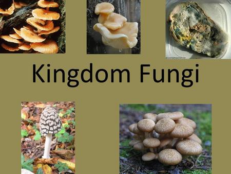 Kingdom Fungi.