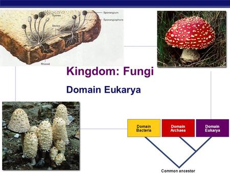 AP Biology Domain Bacteria Domain Archaea Domain Eukarya Common ancestor Kingdom: Fungi Domain Eukarya.