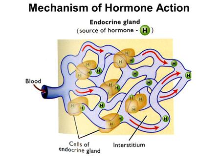 Mechanism of Hormone Action. Receptor Structure.