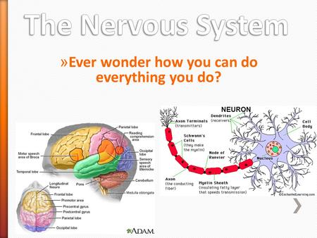 » Ever wonder how you can do everything you do?. 1Allows us to sense our external environment as well as sense changes internally. 2Movements (actions.