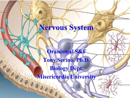 Nervous System Oranismal S&F Tony Serino. Ph.D. Biology Dept. Misericordia University.