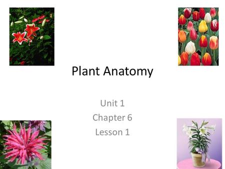 Plant Anatomy Unit 1 Chapter 6 Lesson 1.