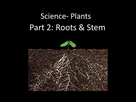 Science- Plants Part 2: Roots & Stem.