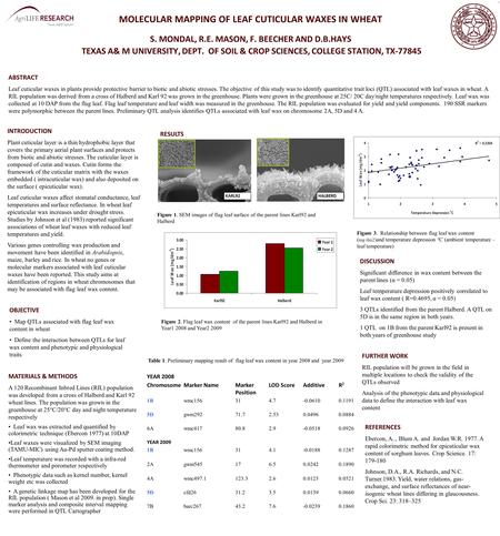 MOLECULAR MAPPING OF LEAF CUTICULAR WAXES IN WHEAT S. MONDAL, R.E. MASON, F. BEECHER AND D.B.HAYS TEXAS A& M UNIVERSITY, DEPT. OF SOIL & CROP SCIENCES,