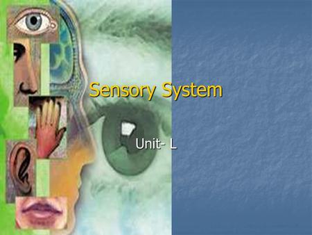 Sensory System Unit- L. Special Senses The Eye The Eye 1” in diameter 1” in diameter Protected by orbital socket of skull, eyebrows, eyelashes and eyelids.