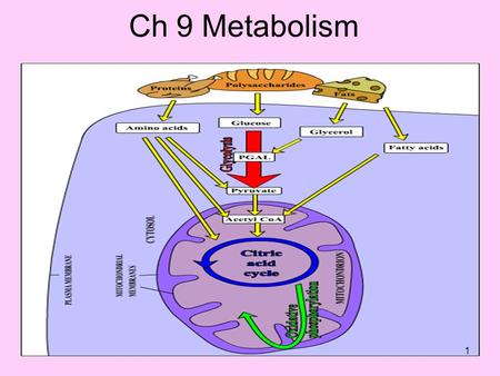 Ch 9 Metabolism 1. Syllabus – What do you need to know….. 1.Define the term: metabolism. 2.State that solar energy is source of energy on Earth. 3.State.