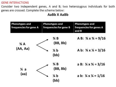 ¾ A (AA, Aa) A B: ¾ x ¾ = 9/16 A b: ¾ x ¼ = 3/16 a B: ¼ x ¾ = 3/16 a b: ¼ x ¼ = 1/16 GENE INTERACTIONS Consider two independent genes, A and B; two heterozygous.