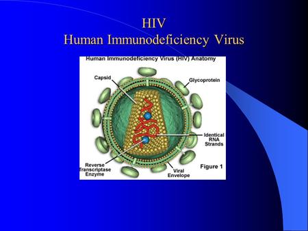 HIV Human Immunodeficiency Virus