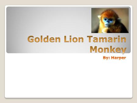 Diet Golden Lion Tamarin Monkeys eat oranges, bananas, meat, insects, like Spiders, small vertebrates, birds eggs, and nectar.